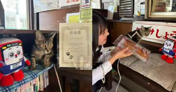 日本銚子電鐵迎人氣新成員 11個月大貓站長坐鎮候車室療癒乘客帶動人氣