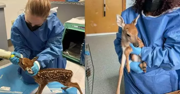疑迷走失一路尾隨路人逛街 初生白尾鹿BB獲野生動物中心收留照護逐漸康復