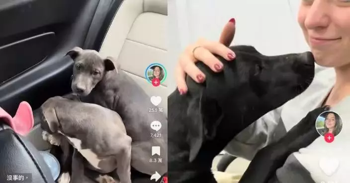 美國路邊驚現狗媽媽與2幼犬！母犬脫水仍守護 全數獲救等新家