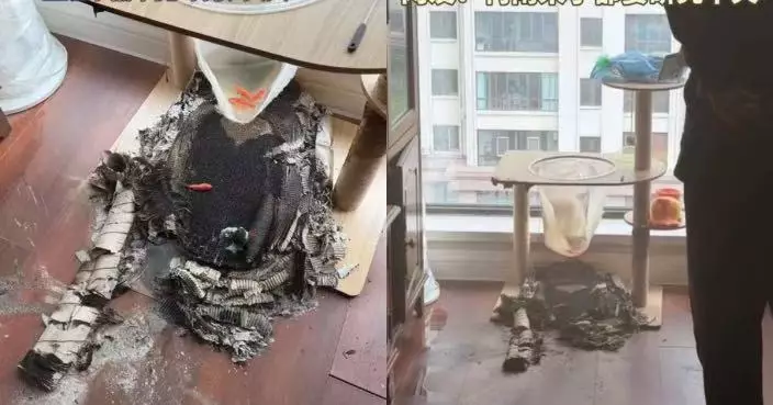 黑龍江飼主將貓爬架放窗邊出事 透明艙聚光起火燒熔地板 幸裝水澆滅