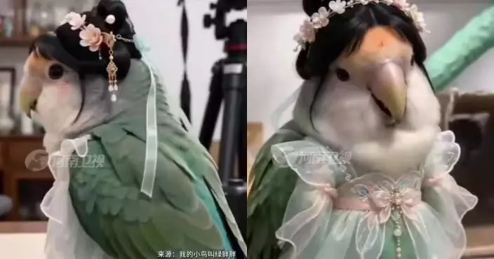 頭戴點翠鳳冠身披漢服 安徽鸚鵡化身古風「鸚美人」爆紅 專家提醒勿忽視鳥類天性