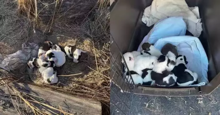 美樹林驚現3成犬與初生幼犬！疑遭遺棄偏遠地帶　母犬缺糧仍守護孩子