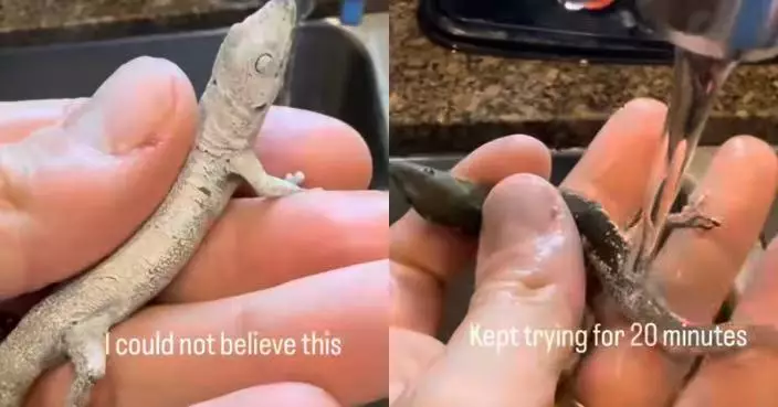 壁虎被噴漆封住眼鼻險窒息 夏威夷男細心清洗20分鐘成功救回後放生