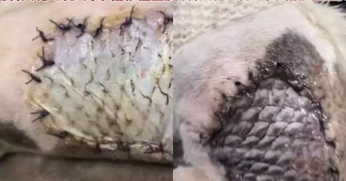 魚皮成救命「創可貼」 內地寵物醫生用羅非魚皮覆蓋傷口成功救活重傷流浪貓