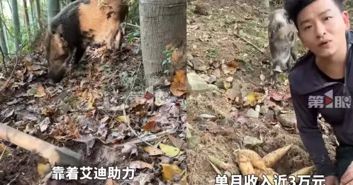收養墜崖小野豬意外發覺尋筍天賦 浙男靠牠日挖百斤竹筍 單月收入達3.5萬