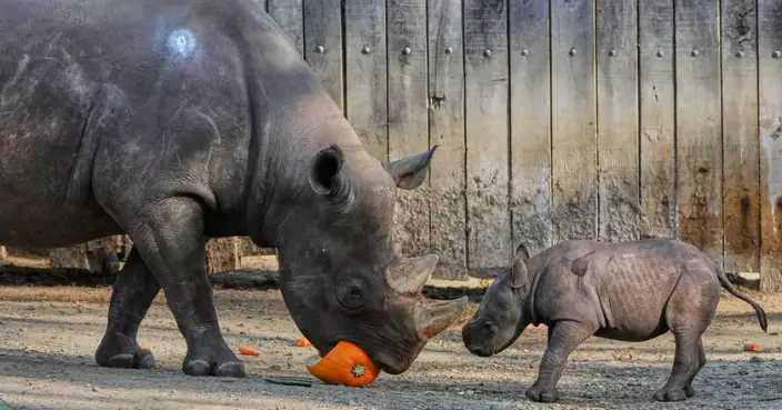 槍手、炸彈出沒？美國多州動物園現連環「報假案」　FBI：耗費巨大資源