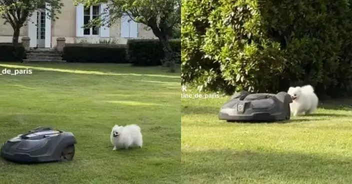 找到最佳玩伴！內向博美犬日日尾隨割草機散步畫面溫馨又可愛