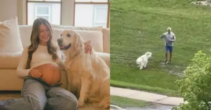 待產太想念愛犬 美孕婦見老爺帶狗狗到醫院窗外驚喜打氣感動落淚