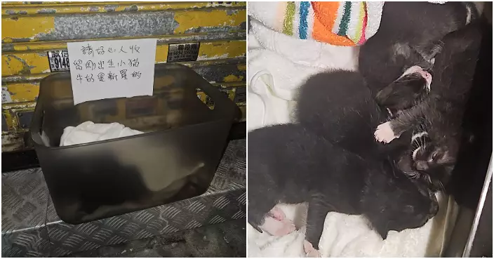 四初生貓BB遭棄深水埗街頭　膠箱留字條「請好心人收留」 警列虐待動物跟進