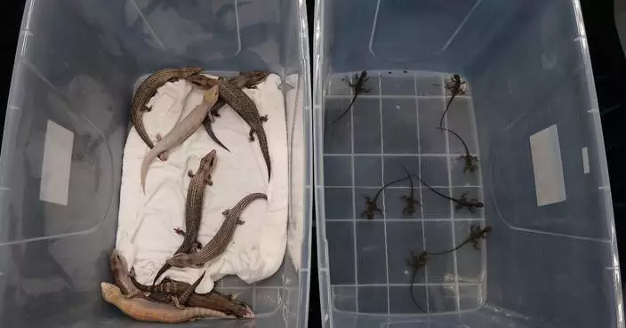 海關深圳灣管制站檢獲17隻懷疑受管制屬瀕危物種活蜥蜴