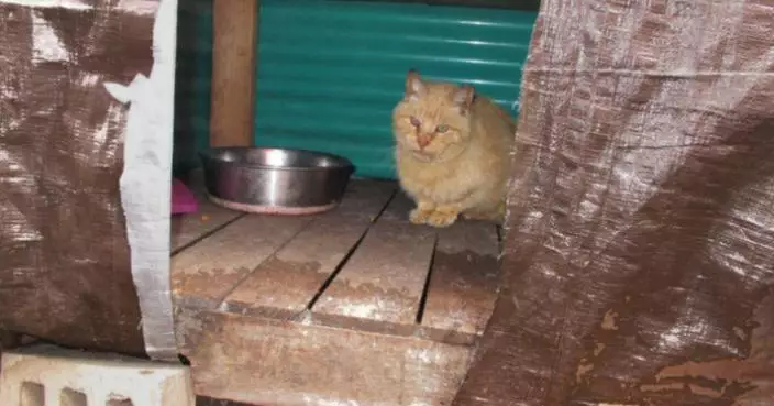 餵流浪貓代價高！美密歇根州通過新法 餵食即被視為飼主 需自費幫貓絕育