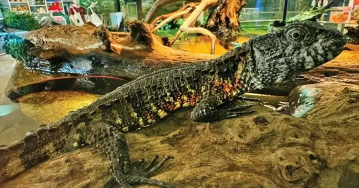 泰國曼谷動物園遭竊！情侶暴力破櫃偷爬蟲動物 背包藏另一園區被盜松鼠猴