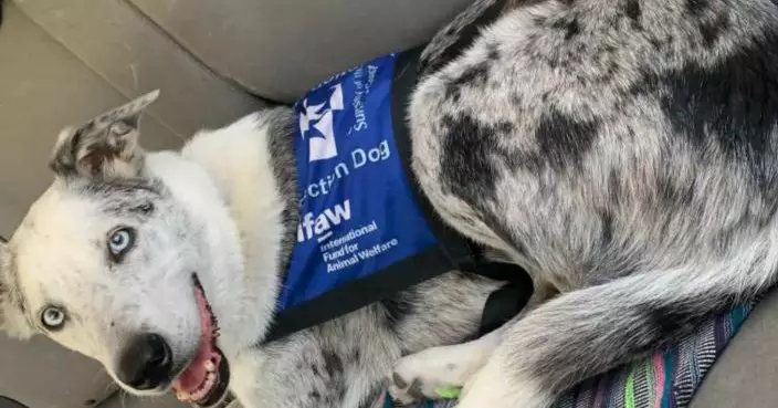 澳洲動物福利組織招募全職樹熊搜救犬！接替服役10年「英雄狗」貝爾