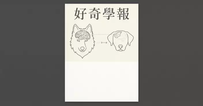 狗狗馴化後腦萎縮近一半 研究證實：唔用腦，真的會縮