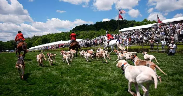 易洛魁障礙賽：獵狐犬巡遊成焦點 逾20隻獵犬為賽事揭幕