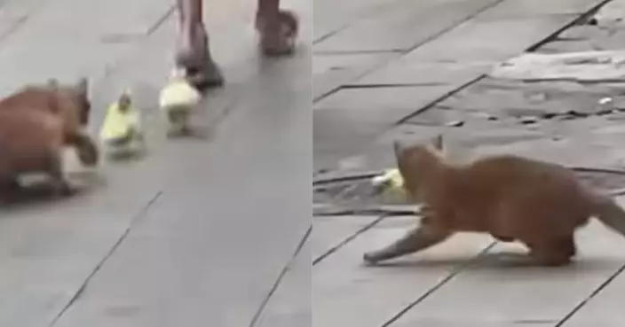 寵物鴨隨飼主街頭散步遭橘貓閃電突襲 2秒被擄走畫面瘋傳萬人看傻
