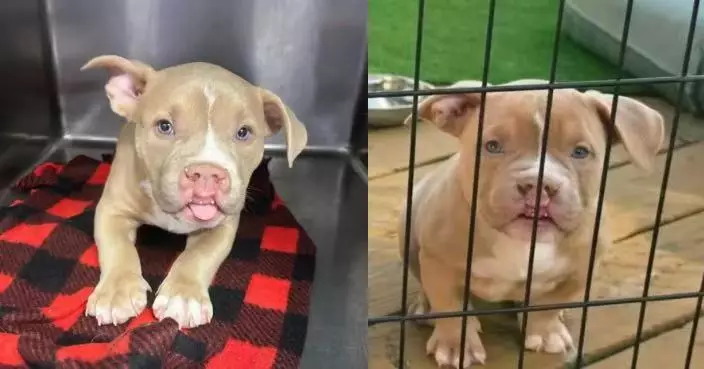 天生唇裂卻憑可愛萌翻收容所 美混種鬥牛犬幼犬獲收治不足兩周即被領養