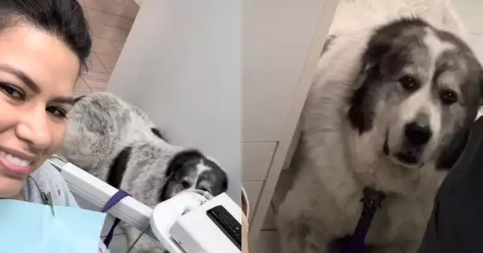 全程守候女主人看牙醫 伯恩山犬緊盯診療椅露憂心神情感動網民