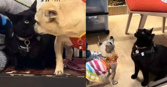 化身測試員到收容所返工 黑貓助高齡犬完成相容測試提高領養機會