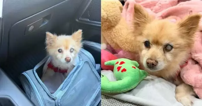 愛犬失蹤12年奇跡被尋回 美國女接收容所電話一度以為詐騙