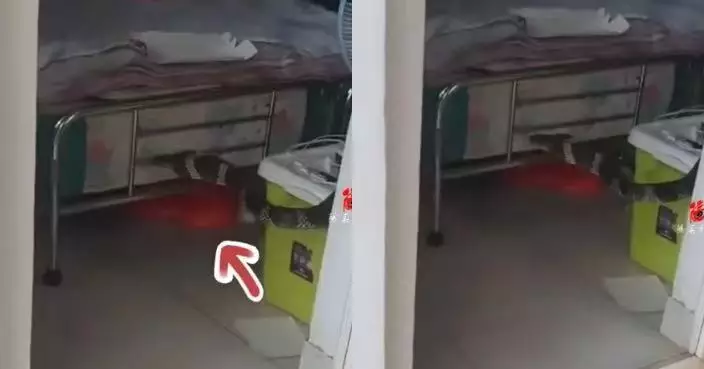 雲南山區保安室驚現巨型眼鏡王蛇 影片拍完仍未見蛇尾嚇壞網民
