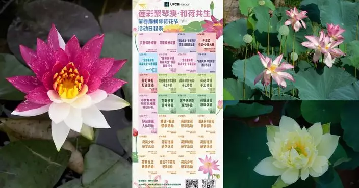 橫琴荷花節6月底開幕 琴澳聯動打造賞荷盛會