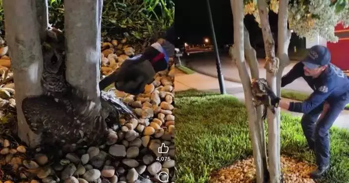 飛行高手也失誤！貓頭鷹卡樹幹中間動彈不得 消防到場巧妙施救助脫困