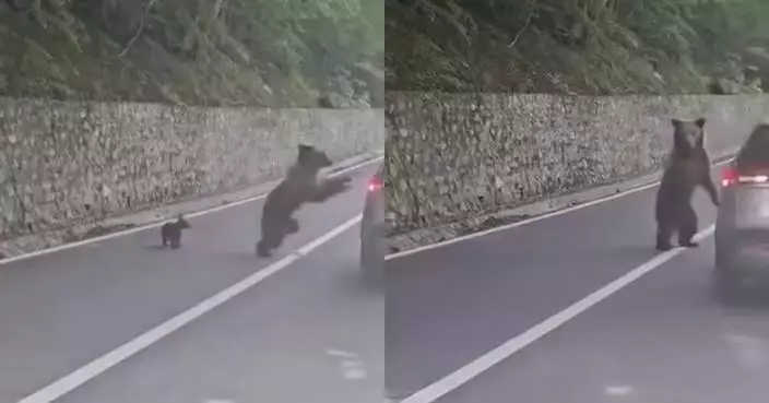 路邊停車餵熊遇襲 保加利亞男遭發狂母熊砸車咬傷左臂 驚險畫面曝光！