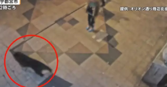 日本宇都宮市熊出沒頻繁 2男街頭遇黑熊衝出嚇窒掉頭跑逃生