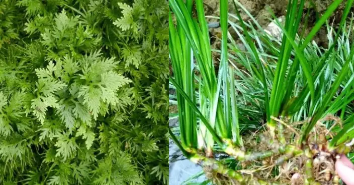 端午香囊不只驅蚊 中醫教按體質配搭艾草石菖蒲