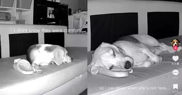 睇監控見愛犬叼走拖鞋欲制止 美飼主下秒見牠抱著入睡瞬間鼻酸