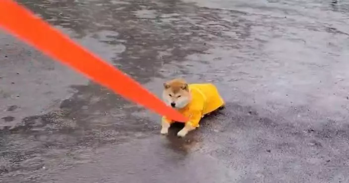 雨天也堅持外出 柴犬無視飼主趴水坑任雨珠落身上惹爆笑