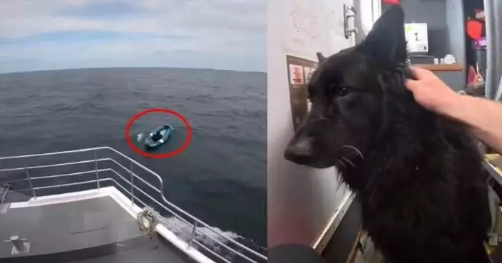 德國牧羊犬海邊玩耍遭強風吹走 隨充氣艇漂出外海4公里後奇蹟獲救