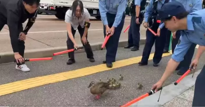 鴨子一家疑蕩失路 日本警署大動員揮交通棒護送返水域