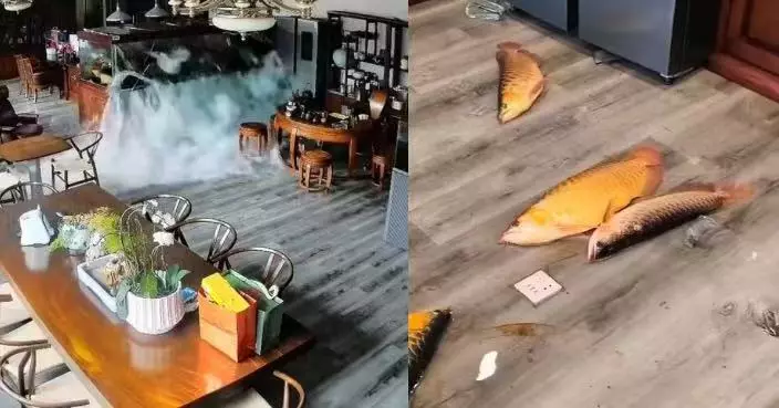 魚缸突爆裂總價逾30萬名貴觀賞魚全死 主人無奈送餐廳加工煲魚頭湯