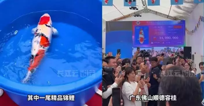 佛山75CM紅白錦鯉拍出462萬天價 刷新國產錦鯉紀錄