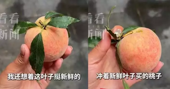 桃子紅潤飽滿帶綠葉以為新鮮採摘 雲南女返家清洗驚揭葉片人工插上