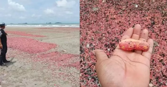 泰國海灘現罕見粉紅海參堆積將近100米 專家指屬自然現象毋須恐慌