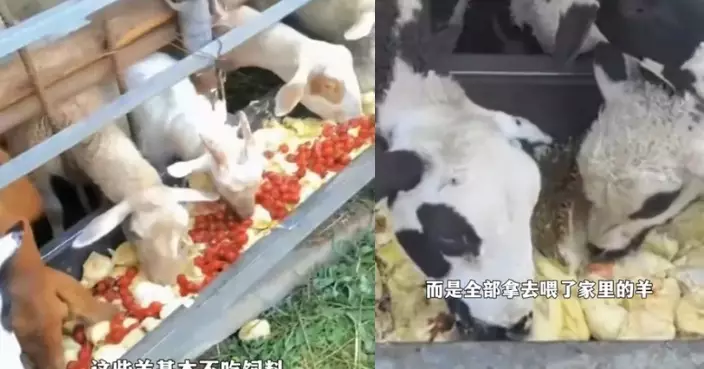 用泰國A級榴槤餵羊？河北農戶稱餵出羊隻肉質變清甜幾乎無羊羶味