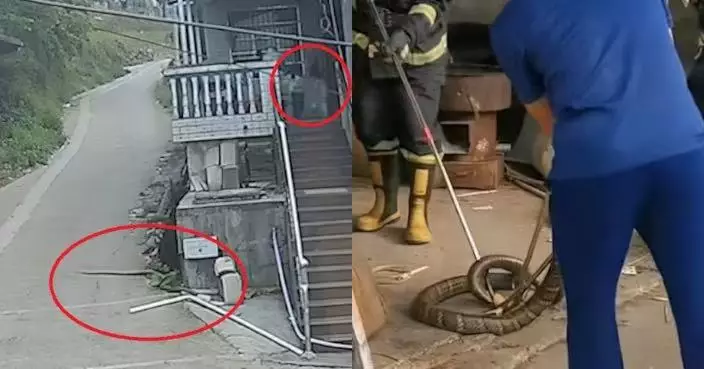 闖民居爬近2幼童身旁 3米長劇毒眼鏡王蛇欲再襲路過電單車被消防擒獲放生