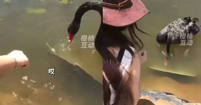 內地女拍照反光板跌落湖急求助 靈性黑天鵝似聽得明用嘴叼起送回