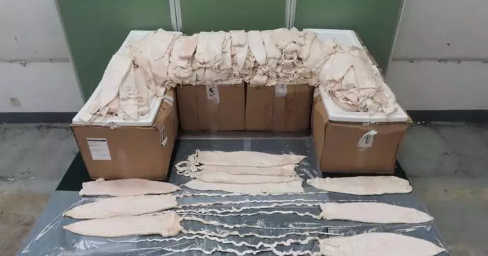 海關機場檢獲市值2380萬石首魚鮮魚肚 今年首宗相關走私案