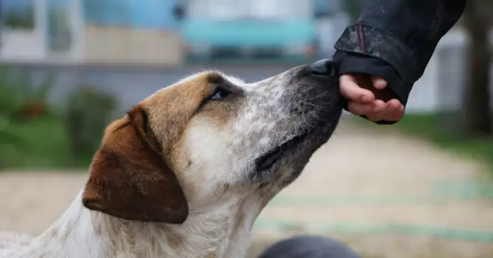 搭機奇遇記！醫療犬精準預警心臟病 美國女求醫證心臟出事