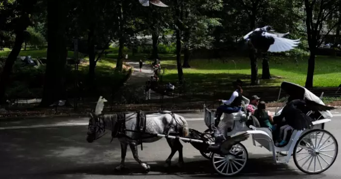 中央公園馬匹猝死！紐約市長推馬車禁令 68架馬車全停駛