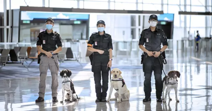 機場保安犬小組成立5周年由2隻增至20隻　穿上「PAT ME」背心可讓旅客觸摸互動