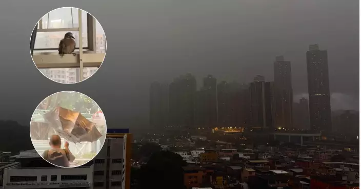 天氣｜暴雨下多區塌樹 市民擔遮外門即「吹反」