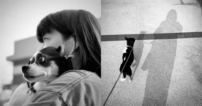 阮小儀痛別13年愛犬「細佬佬」 含淚承諾保持笑容