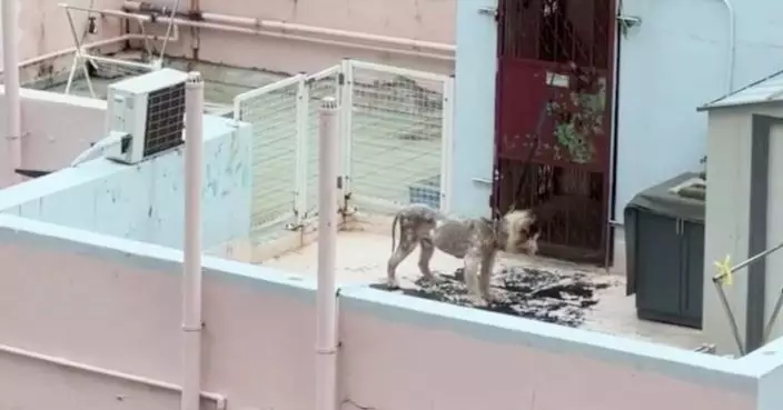 雪橇犬被綁天台暴曬缺水甩毛 女狗主涉虐畜被捕