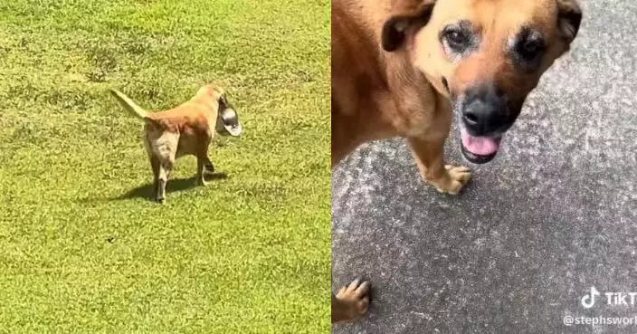 見愛犬飯後叼空碗出門感好奇 飼主跟蹤見牠直奔老爺奶奶家「加餐」哭笑不得