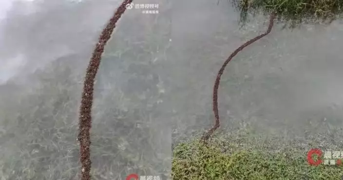 福建水庫漲水淹沒蟻巢 大批螞蟻連成「活體浮橋」遷徙 罕見畫面曝光！